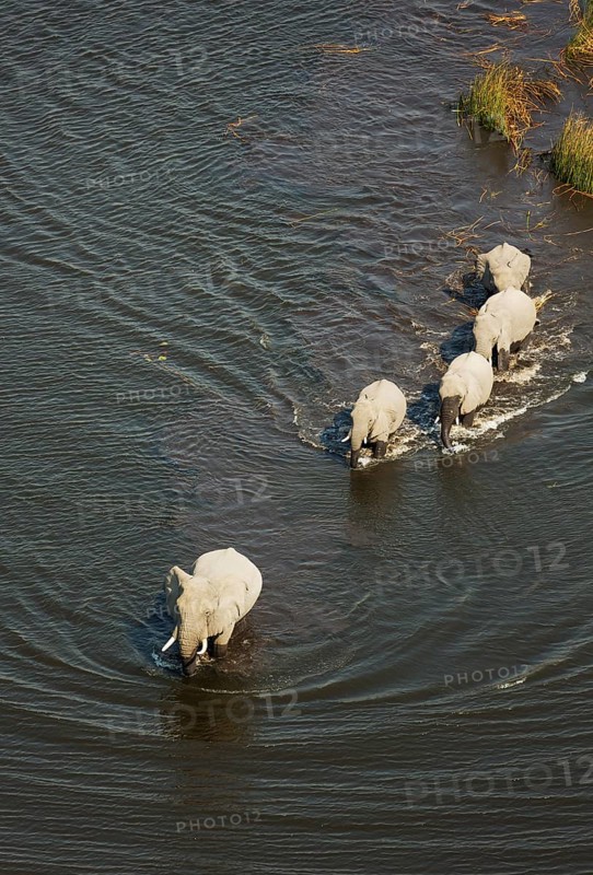 African Elephants (Loxodonta africana)