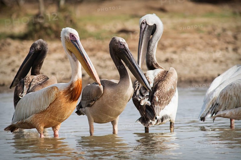 Great White Pelicans (Pelecanus onocrotalus) group of adults and subadults
