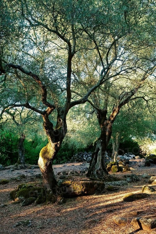 Olive grove near the Santa Cristina fountain sanctuary