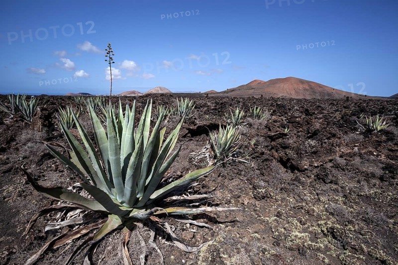 Agaves (Agave) in the lava field near Mancha Blanca