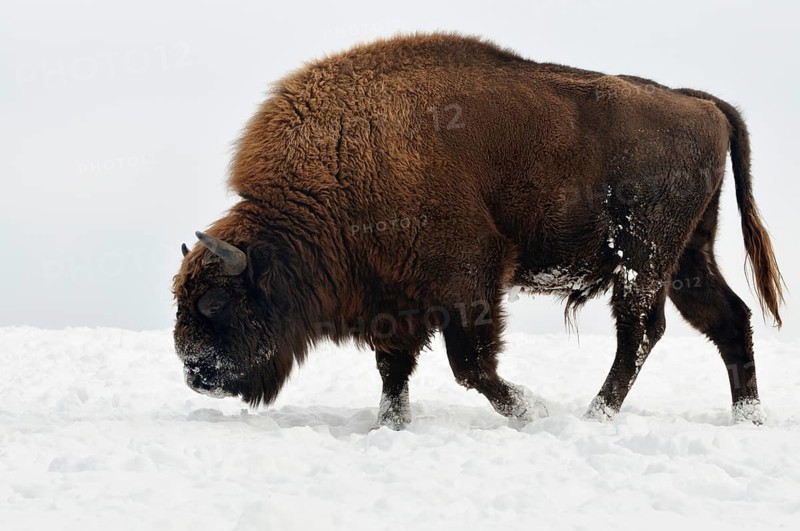 European bison (Bison bonasus)