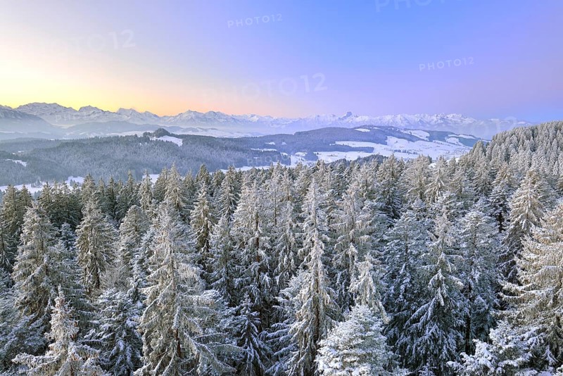 View from Chuderhusi over snow-covered fir trees in the Emmental region at dawn