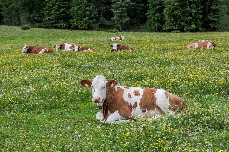 Domestic cattle lying in the grass