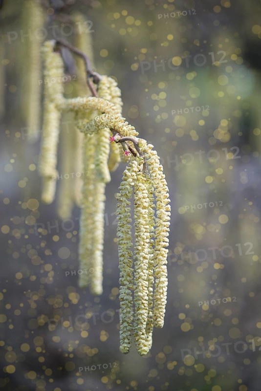 Flowering common hazel (Corylus avellana) with sprouting pollen (allergens)