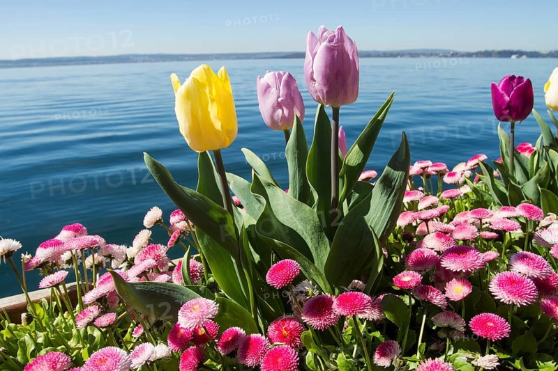 Tulips (Tulipa) and Daisies (Bellis perennis) on Lake Constance