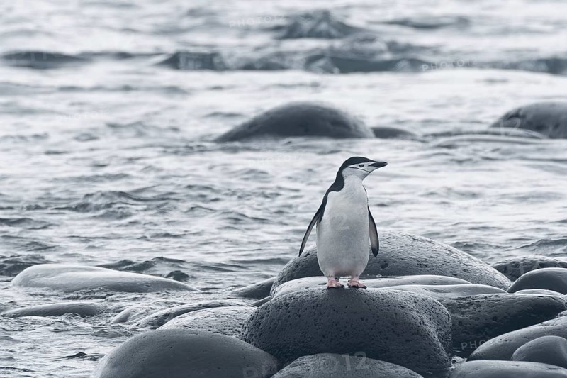 Chinstrap Penguin (Pygoscelis antarctica)
