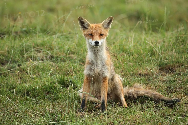 Red fox (Vulpes vulpes) Start of mange