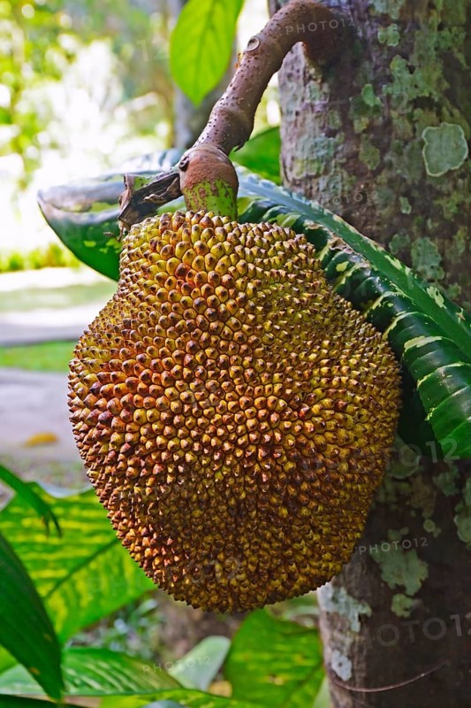 Durian fruit