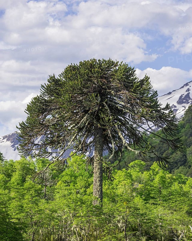 Monkey puzzle tree (Araucaria araucana)