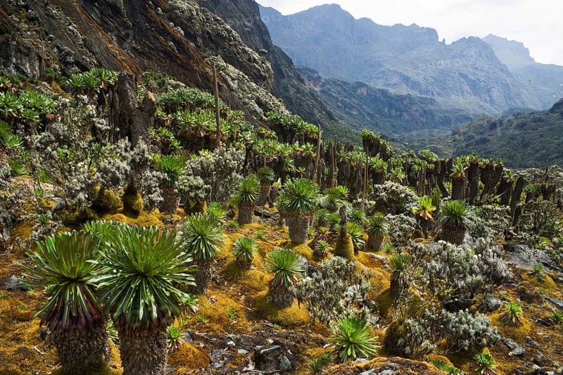 Giant Groundsels (Dendrosenecio) in the Rwenzori Mountains