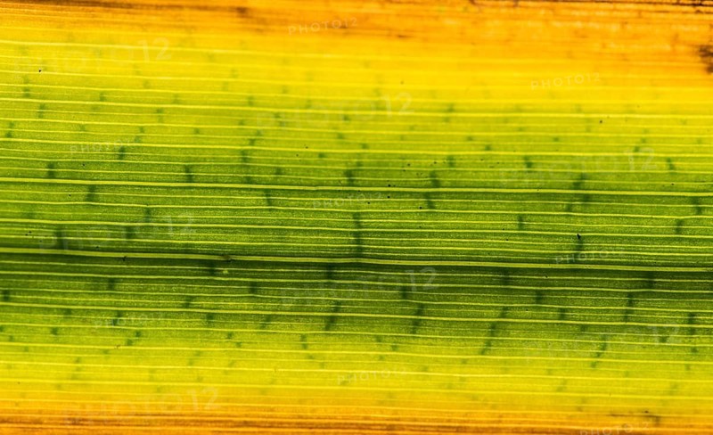 Colorful reed leaf