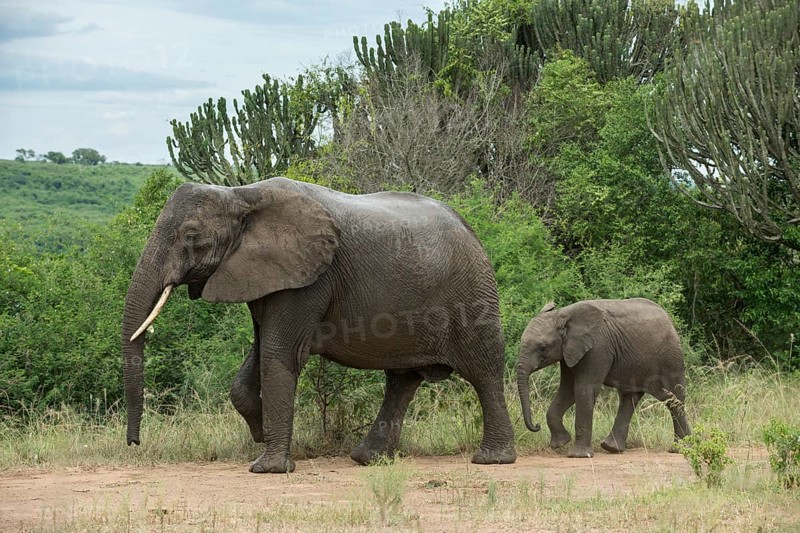 African Elephants (Loxodonta africana)