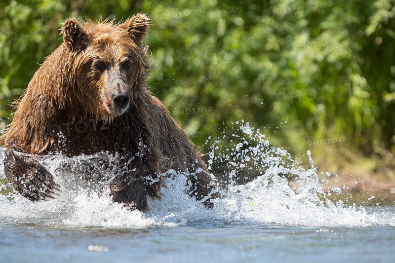 Brown bear (Ursus arctos)