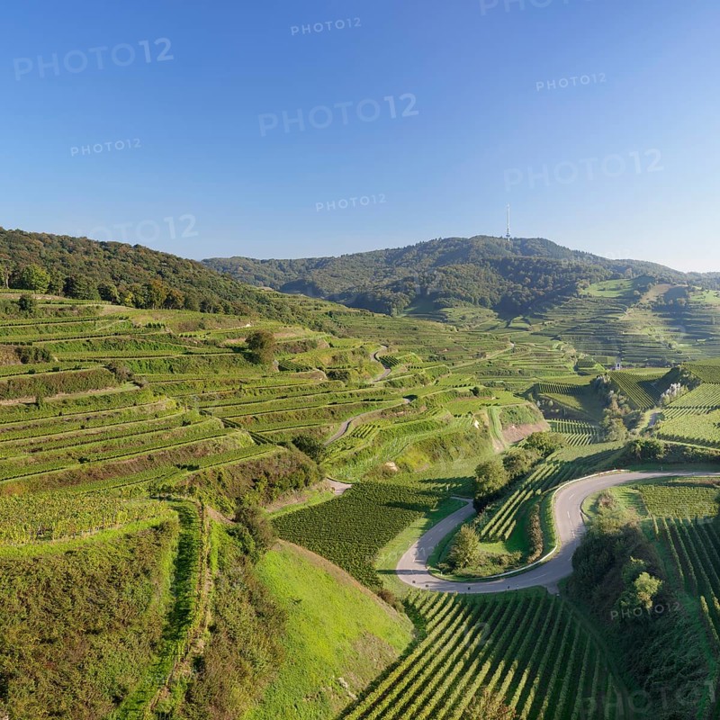 Vineyards