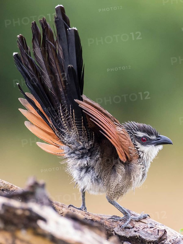 White-browed Coucal (Centropus superciliosus)