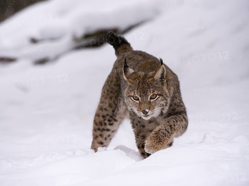 Northern Lynx (Lynx lynx) walking through snow