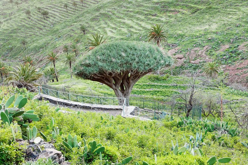 Dragon tree Drago de Agalan near Alajero