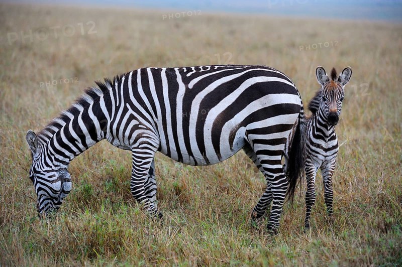Plains Zebras (Equus guagga)