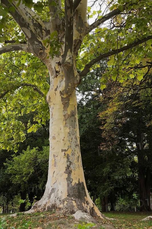 Oriental plane tree (Platanus orientalis)