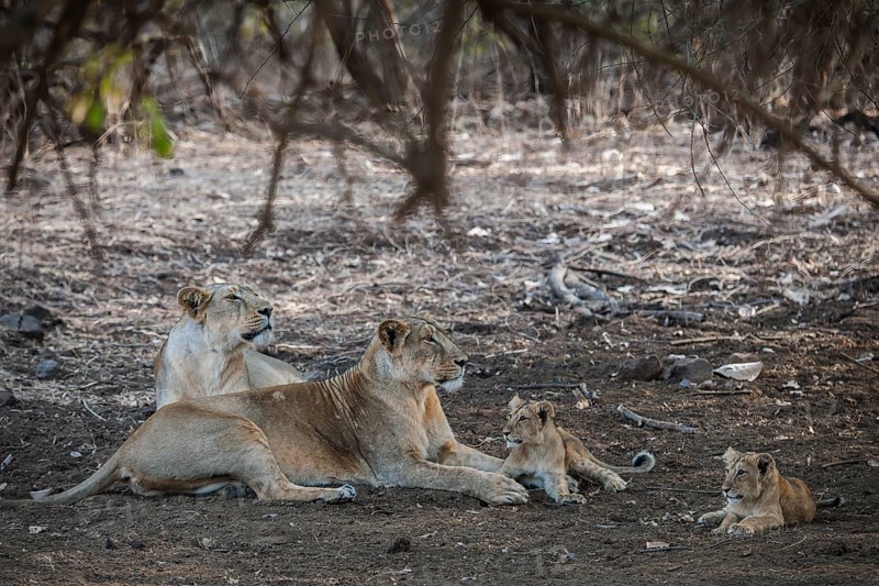 Asiatic lion (Panthera leo persica)