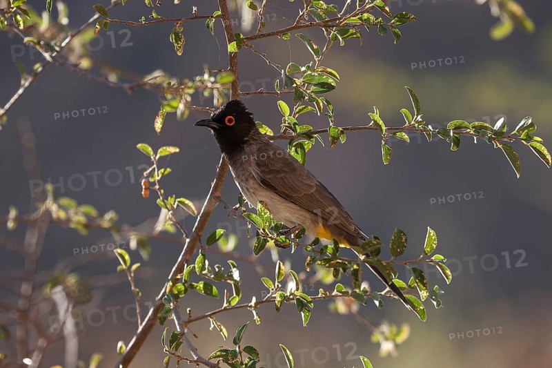 African red-eyed bulbul (Pycnonotus nigricans)