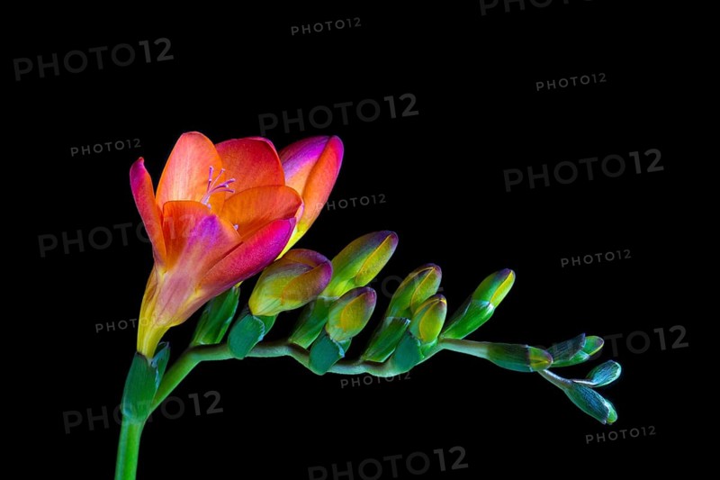 Red Freesia (Freesia)