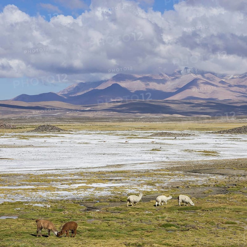 Llamas (Lama glama) in front of mountains