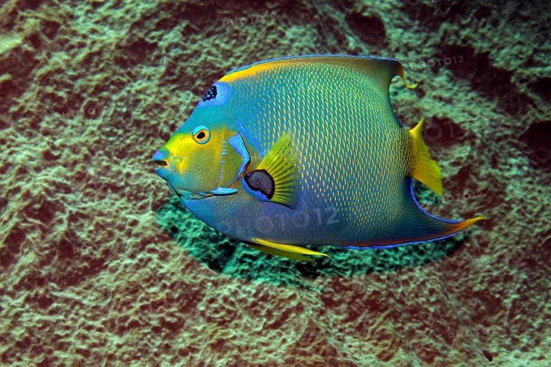 Queen Angelfish (Holacanthus ciliaris) in front of sponge