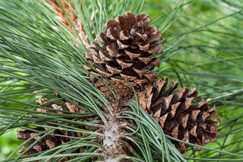 Cones