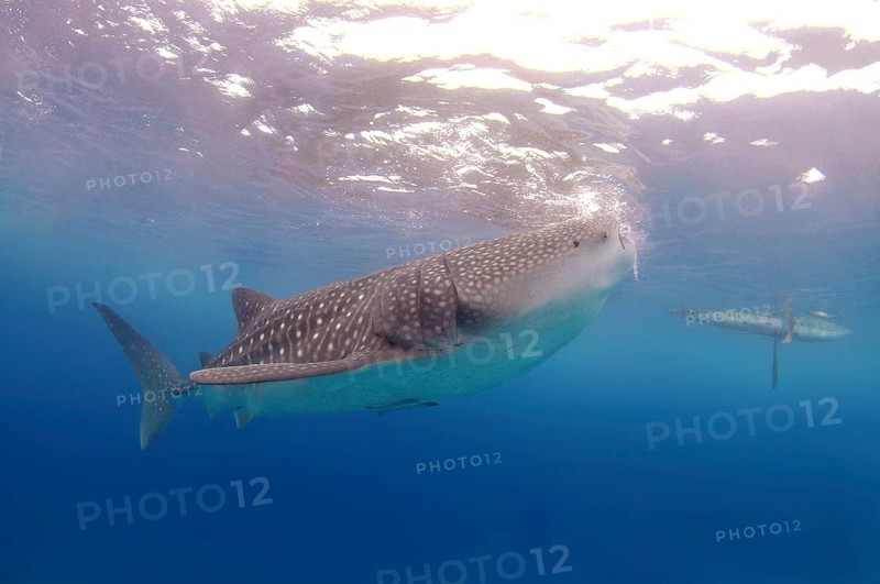 Whale shark (Rhincodon typus)