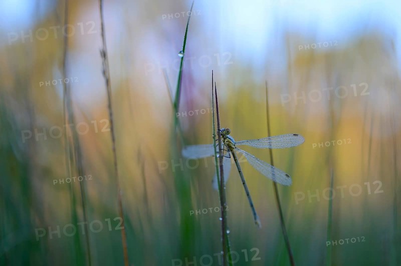 Emerald Damselfly (Lestes sponsa)
