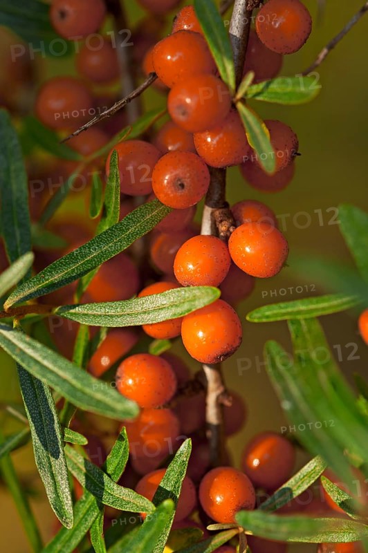Fruits of the sea buckthorn (Hippophae rhamnoides) on the bush