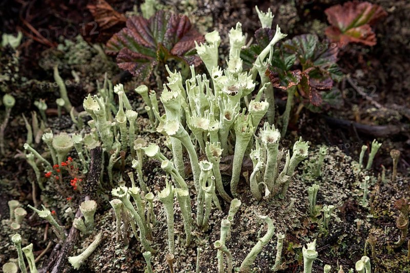 Lichens (Cladonia)