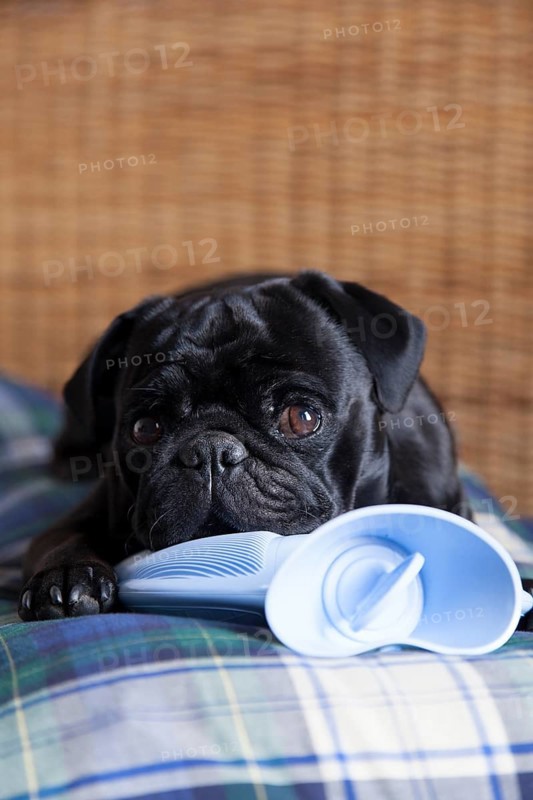 Black pug on hot water bottle in bed