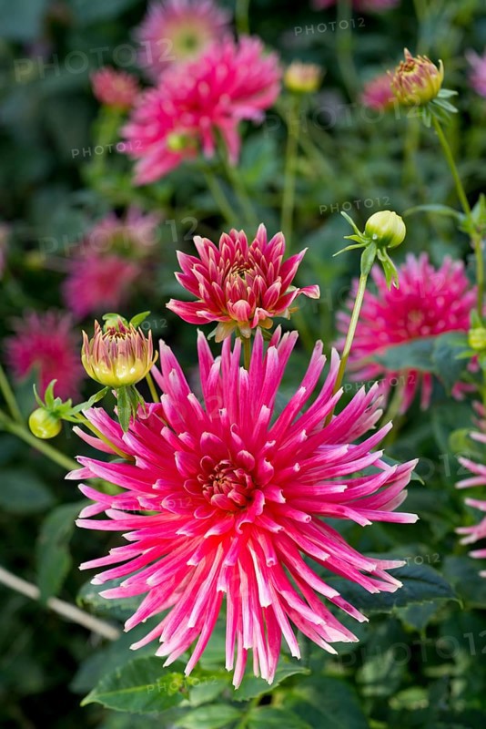 Dahlia hybrids