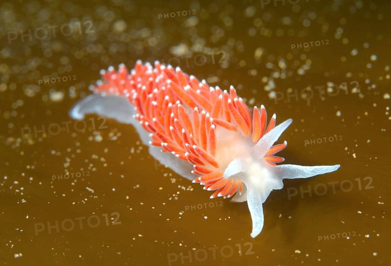 Red-finger Aeolis (Flabellina verrucosa)