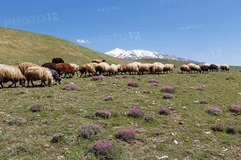 A flock of sheep on a mountain pasture in the Taurus Mountains
