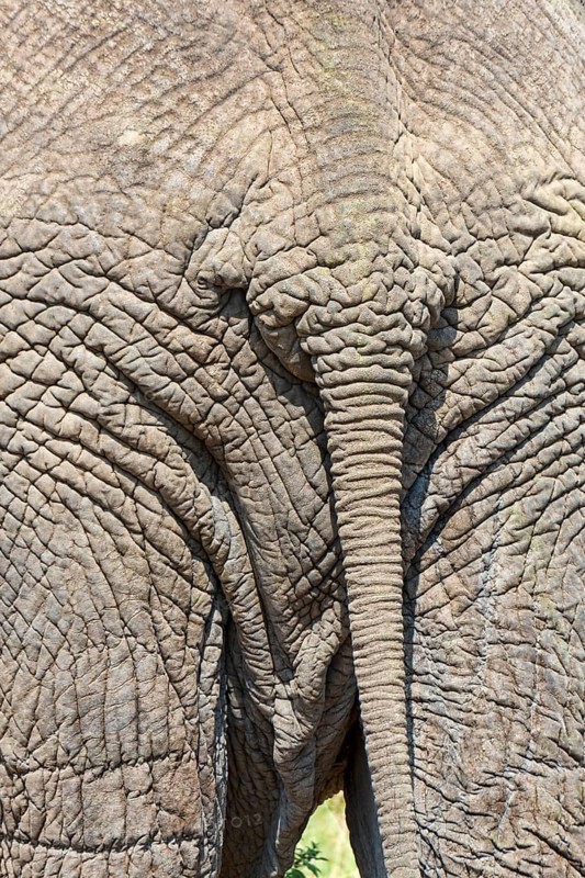 African Elephant (Loxodonta africana)