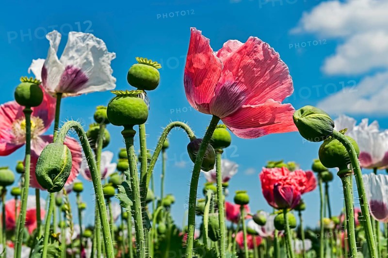 Flowers and flower buds