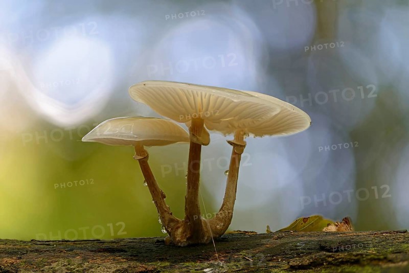 Porcelain Fungus (Oudemansiella mucida)
