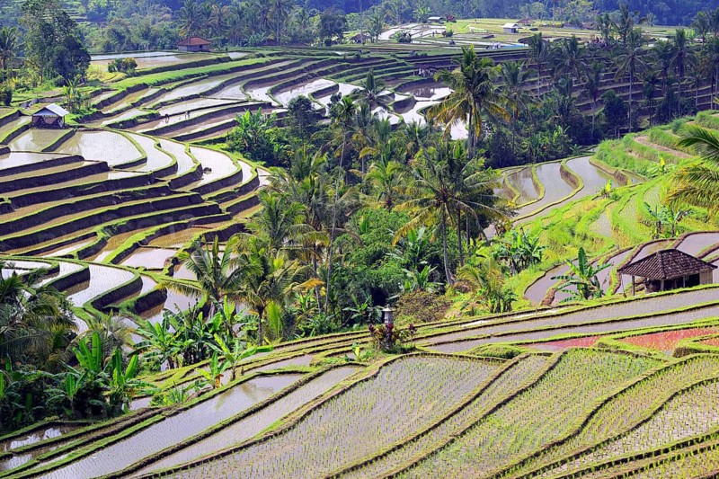 The famous rice terraces of Jatiluwih