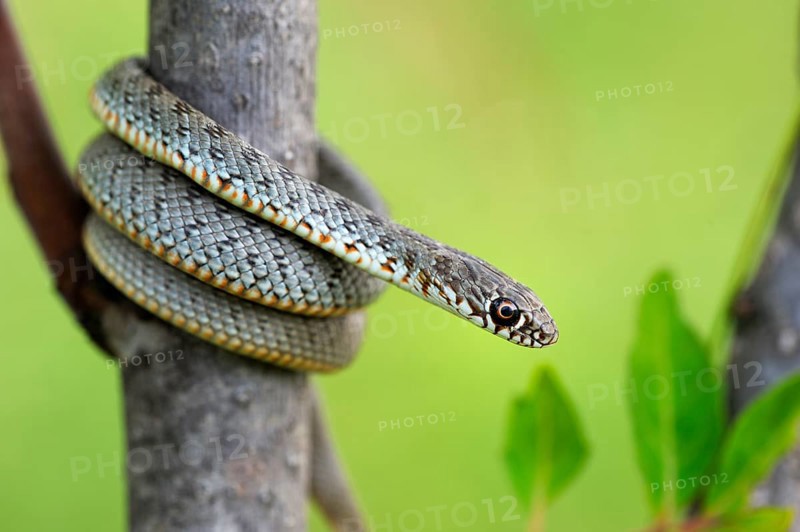 Blotched Snake (Elaphe sauromates)