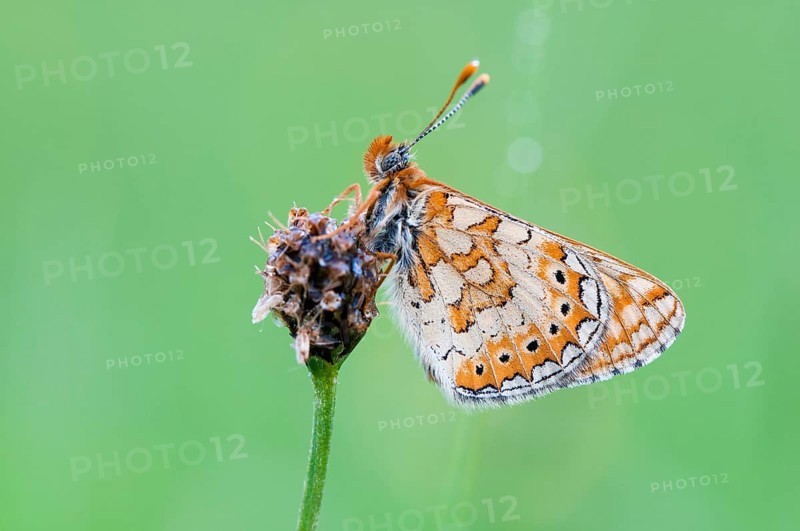 Marsh Fritillary (Euphydryas aurinia)
