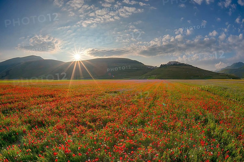 Blooming meadow