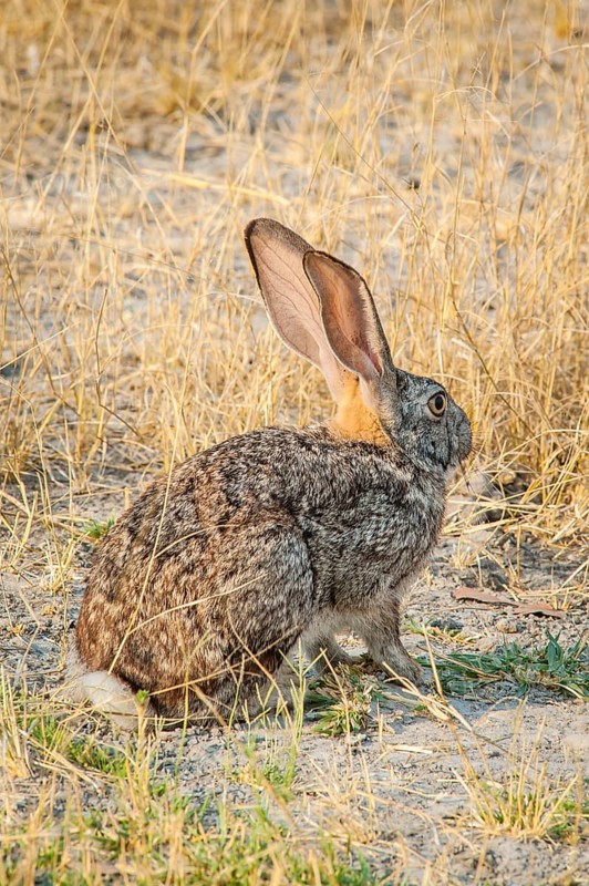Scrub hare (Lepus saxatilis)