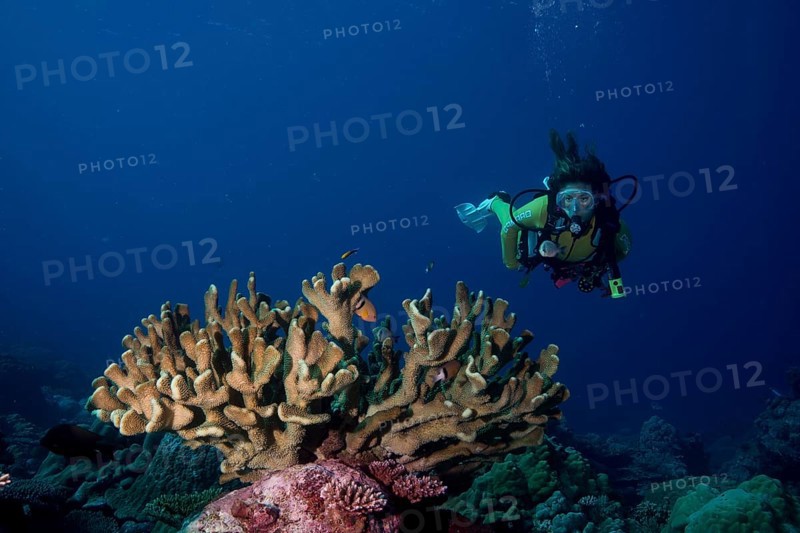 Diver looking at a Pore Coral (Montipora malampaya)