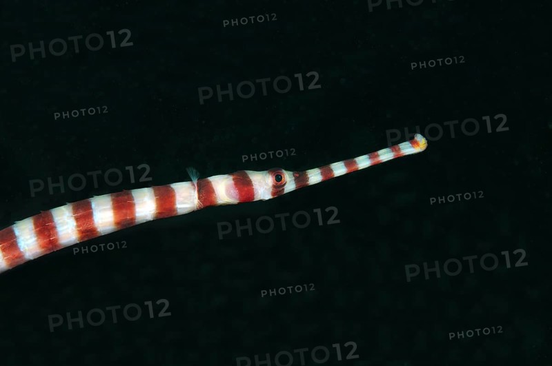 Banded pipefish or ringed pipefish (Dunckerocampus dactyliophorus) Boholsee