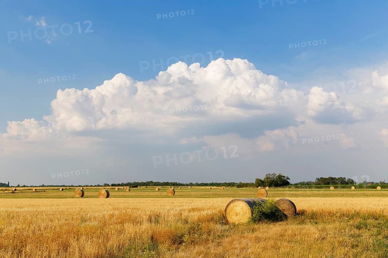 Fields in Apetlon