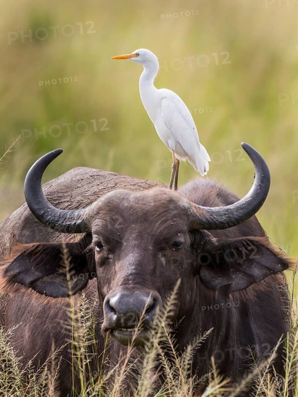 African Buffalo or Cape Buffalo (Syncerus caffer) and Cattle Egret (Bubulcus ibis)