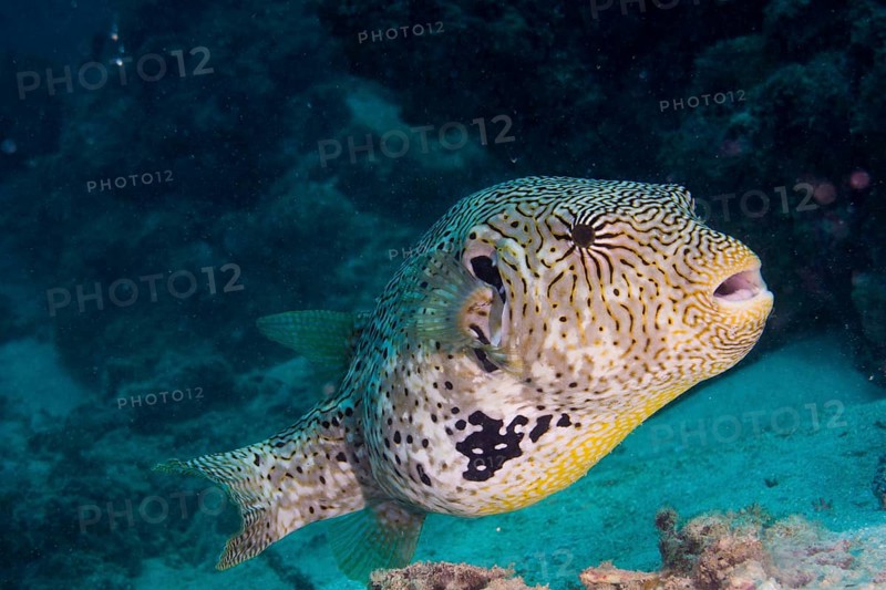 Map Puffer or Map Pufferfish (Arothron mappa)